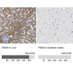 FMO5 Antibody, Novus Biologicals 0.1mL; Unlabeled:Antibodies, Polyclonal
